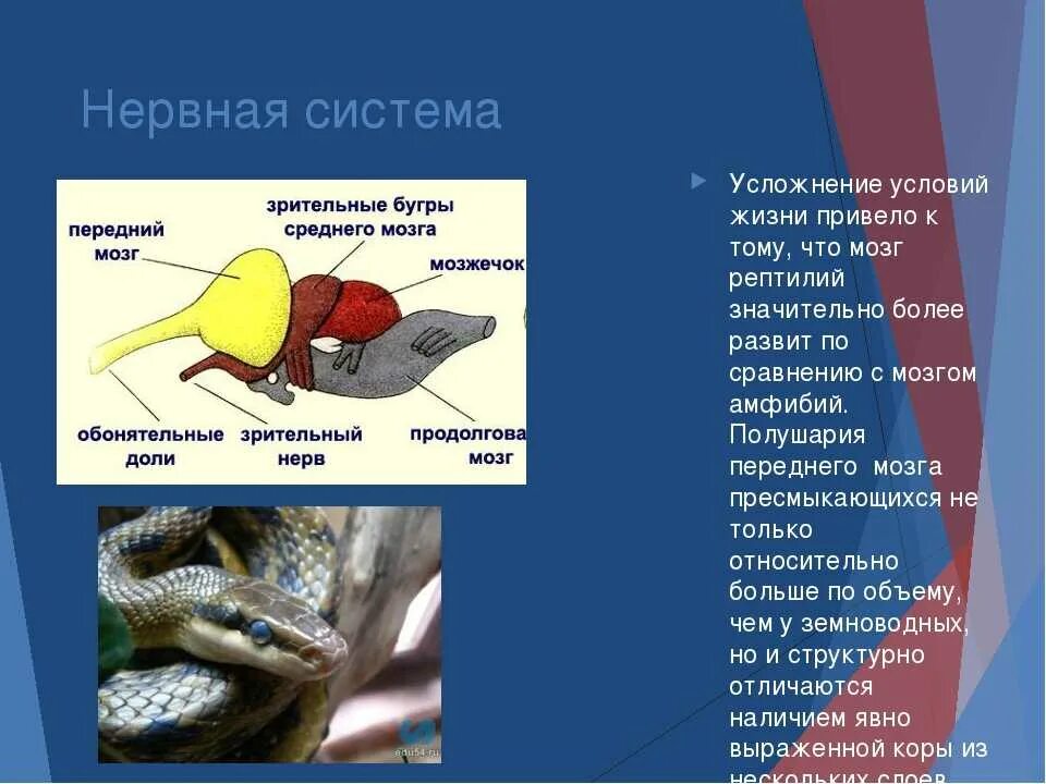 Приведите три примера пресмыкающихся. Биология класс пресмыкающиеся. Система органов рептилий. Нервная система система пресмыкающихся. Нервная система рептилий.