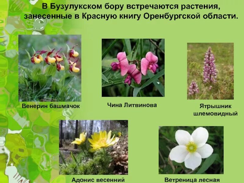 Какие редкие виды