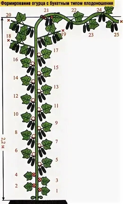 Как формировать огурцы в теплице пошаговое