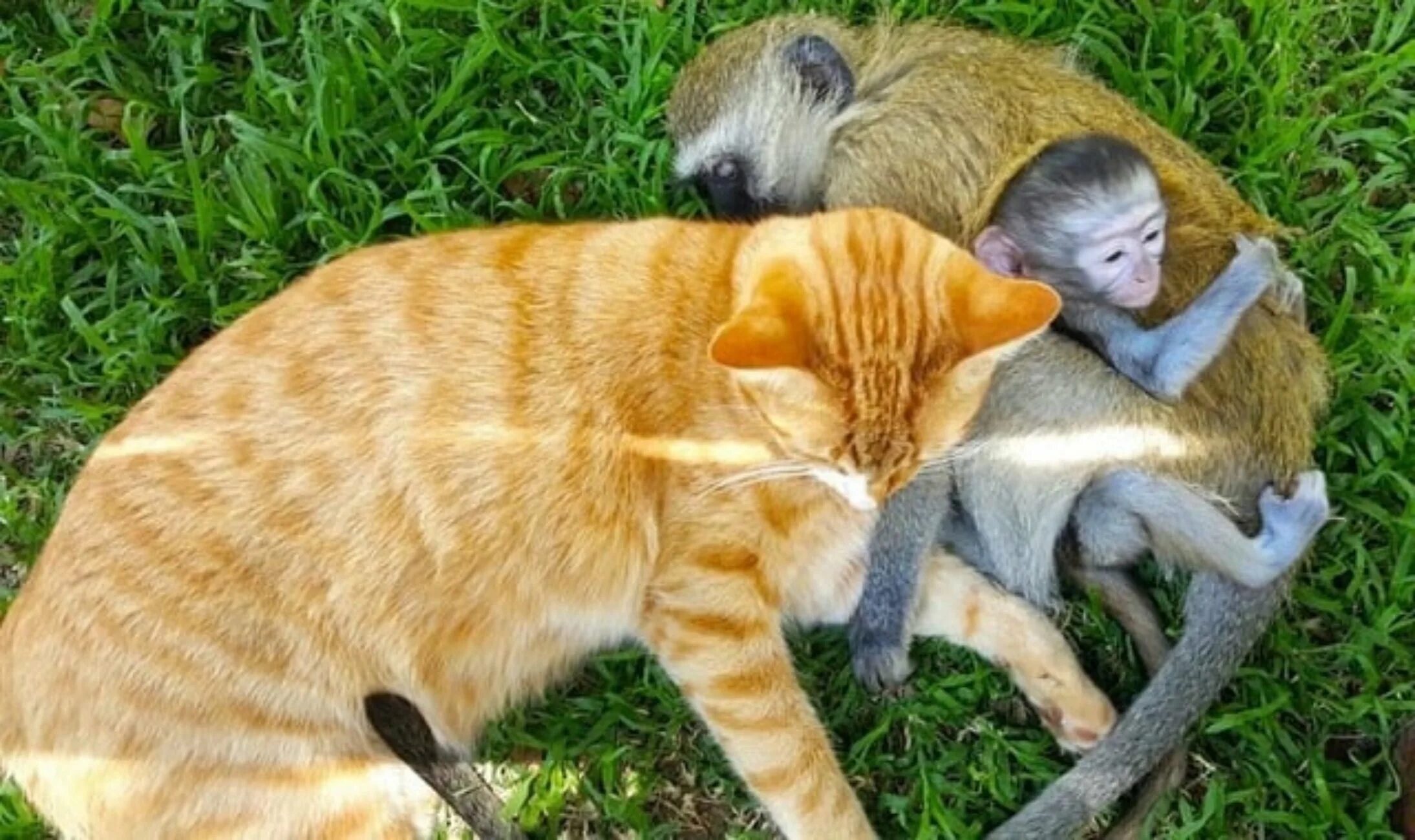3 кота обезьянка. Котик обнимает обезьянку. Мартышка и котик. Детеныш шимпанзе. Забавная обезьяна.