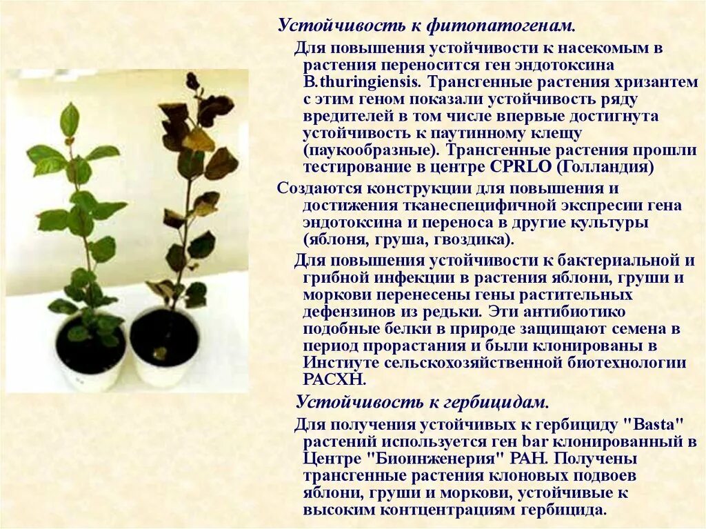 Повышение устойчивости растений. Повышение устойчивости растений к фитопатогенам. устойчивость растений к насекомым. устойчивость растений к фитопатогенам и насекомым. устойчивые растения.