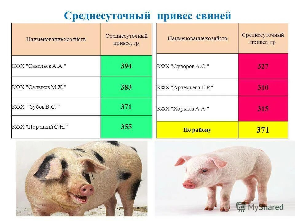 Средний вес поросенка в 10 месяцев. Таблица привеса свиней. Средний суточный прирост свиней. Привес поросят по месяцам. Для чего нужны свиньи