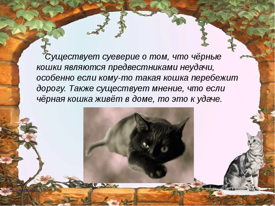 Приметы и суеверия про кошек. Суеверия о животных. Суеверия о кошках. Приметы о котах и кошках. К чему приходят кошки примета