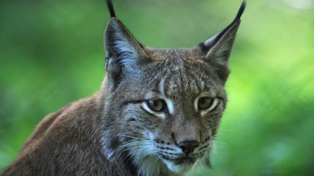 Рыба рысь. Животные Западной Европы. Животный мир Европы. Magnificent Lynx. Реинтродукция Евразийской рыси в Восточной Швейцарии.