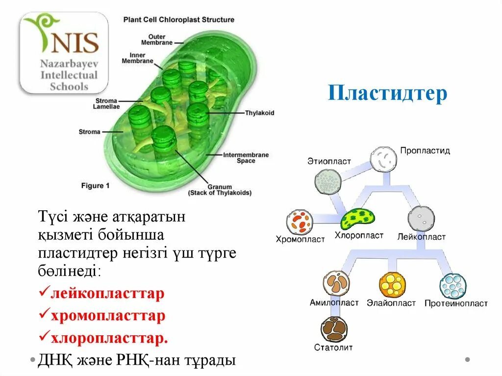 Хлоропласт имеет днк. Хлоропласт. Схема строения хлоропласта. Строение хлоропласта. Строма хлоропласта.