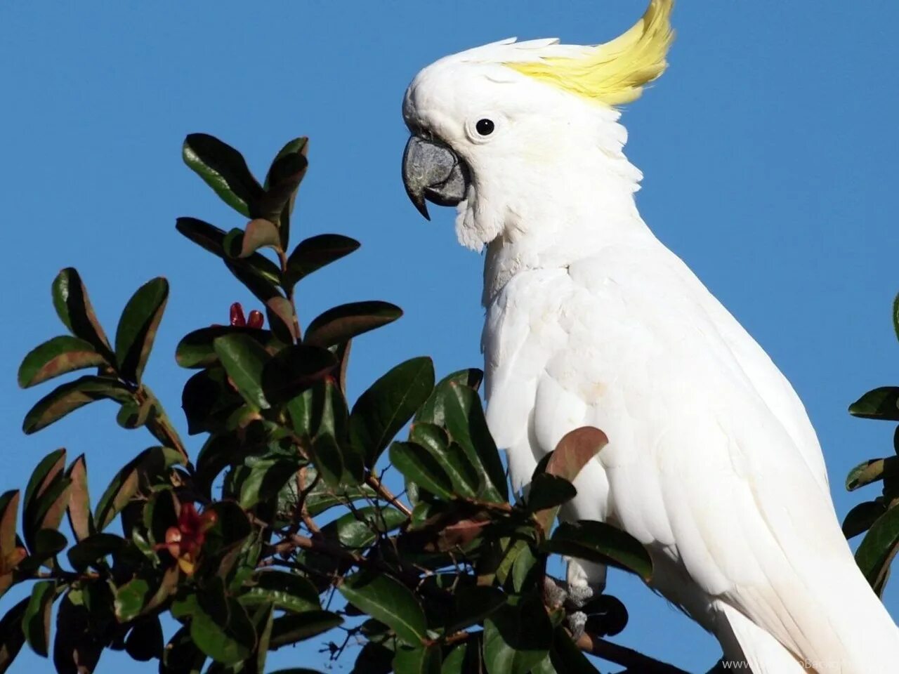 Какаду смешной. Попугай какаду. Попугай какаду. Попугай большой желтохохлый какаду. Желтохохлый какаду.