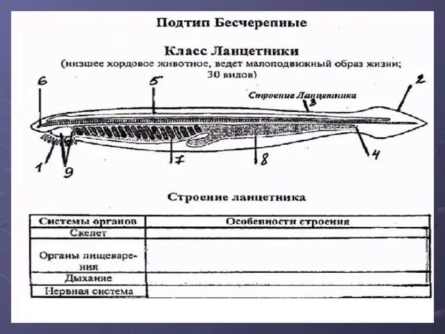 Тип хордовые таблица подтип Биология 7 класс бесчерепные