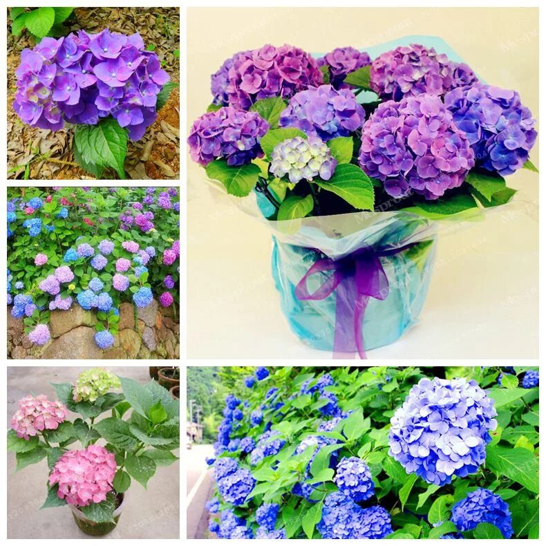 как вырастить гортензию из семян