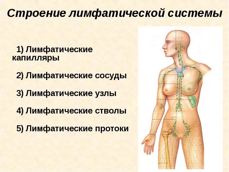 Что значат лимфоузлы. Лимфатическая система человека анатомия движение лимфы. Структура лимфатической системы схема. Схема строения лимфоидной системы человека. Строение и функции лимфатической системы.
