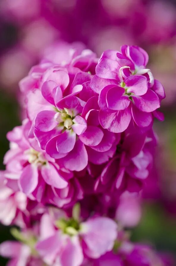 31 Best Flowers for Winter Sowing