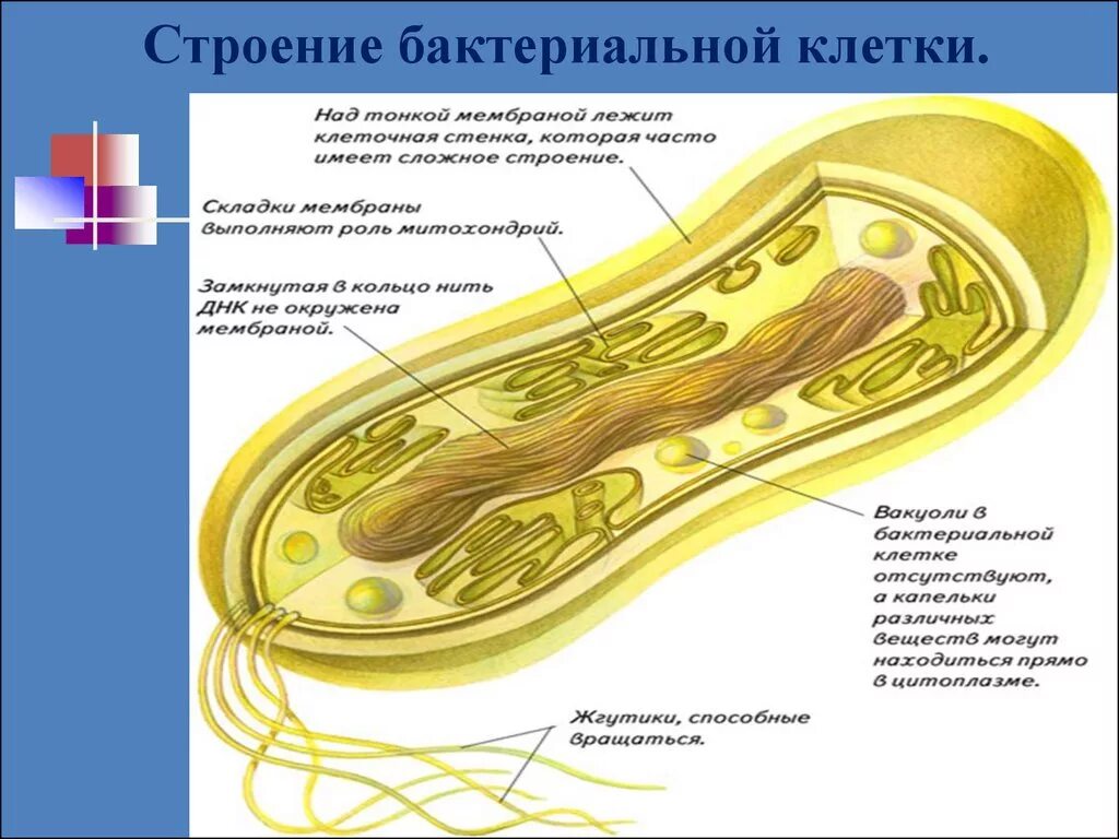 Строение бактерии наружная мембрана. Наружная оболочка клеток бактерий. Наружная мембрана клетки бактерии. Структура прокариотической (бактериальной) клетки.