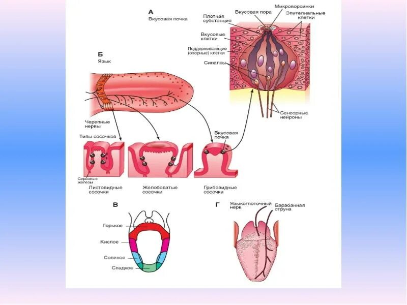 Вкусовой анализатор 8 класс биология. Схема вкусового анализатора анатомия. Строение рецепторного аппарата вкусового анализатора. Строение вкусового анализатора 8 класс биология. Вкусовой анализатор строение и функции.