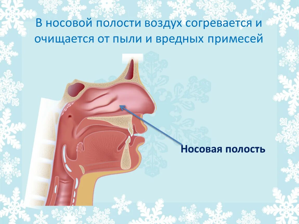 Очищение увлажнение и согревание вдыхаемого воздуха. В носовой полости воздух. В носовой полости воздух согревается. В носовой полости воздух согревается и очищается. Согревание воздуха в полости носа.