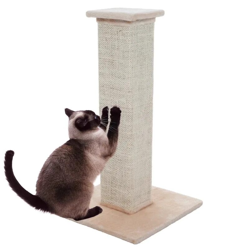 Cat scratcher. Cat scratching.