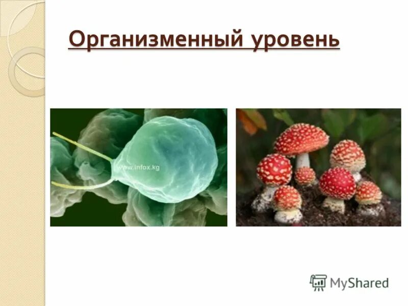 Jhufybovtyysq уровень организации жизни. организменный уровень организации жизни. уровни организации живого биология. организменный уровень. организменный уровень организации.