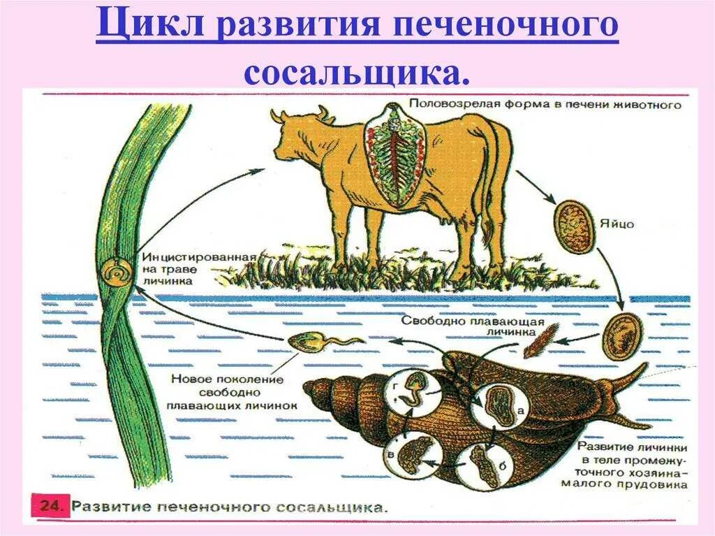 Каким способом размножается печеночный сосальщик в организме. Цикл развития печеночного сосальщика биология. Цикл развития печеночного сосальщика ЕГЭ биология. Плоские черви сосальщики цикл развития. Цикл размножения печеночного сосальщика.