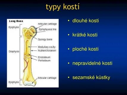 Зоны кости