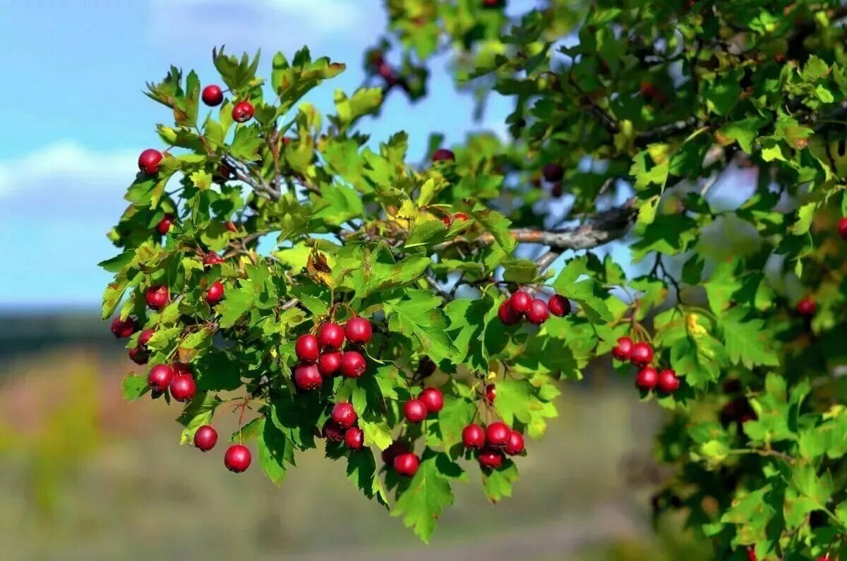 Покажи ягодки. Боярышник Сибирский Crataegus sanguinea. Боярышник однопестичный. Боярышник обыкновенный крупноплодный. Боярышник (Crataegus).