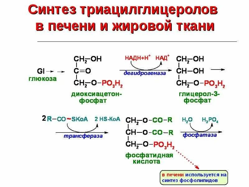 Схема синтеза триацилглицеролов. Синтез таг в печени и жировой ткани. Синтез триацилглицеролов в жировой ткани. Процесс синтеза триацилглицеролов в жировой ткани. Место синтеза жиров