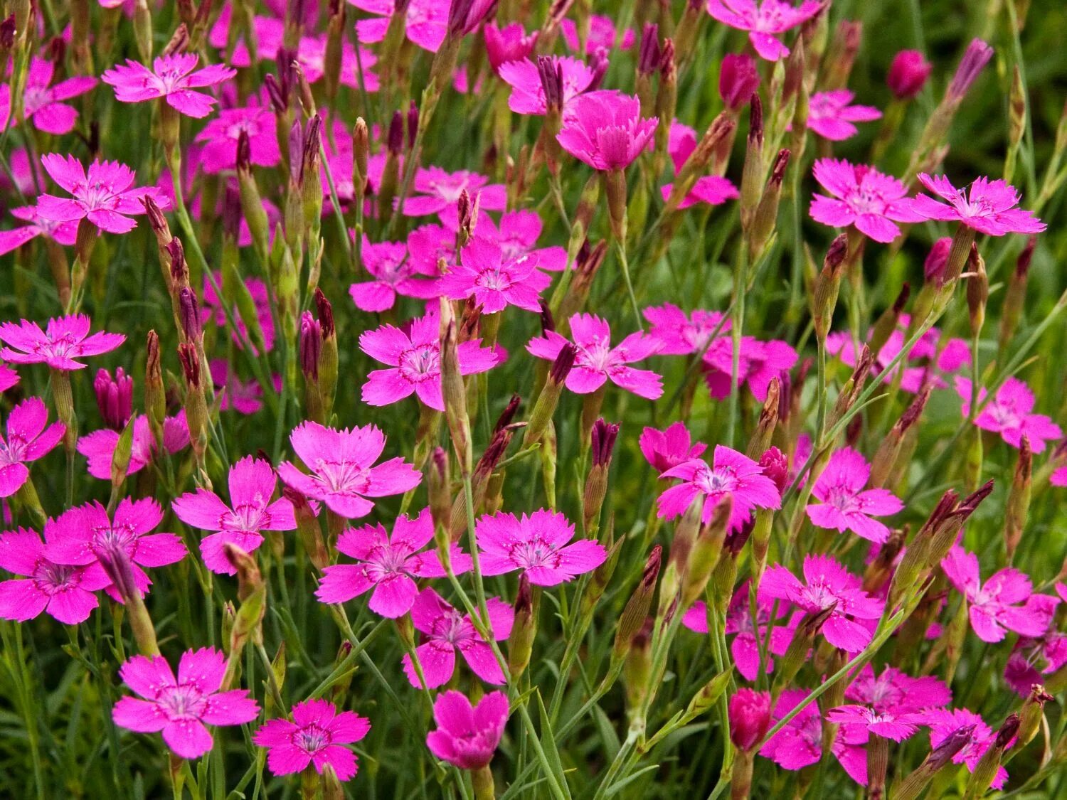 У дикой гвоздики 5 лепестков. Гвоздика травянка (Dianthus deltoides). Гвоздика травянка Лесная. Гвоздика травянка многолетняя.