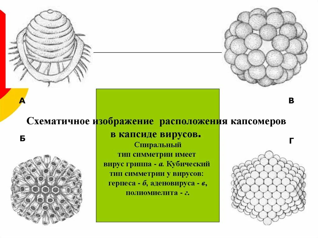 Общая вирусология. Систематика, морфология и физиология вирусов. Бактериофаги. И