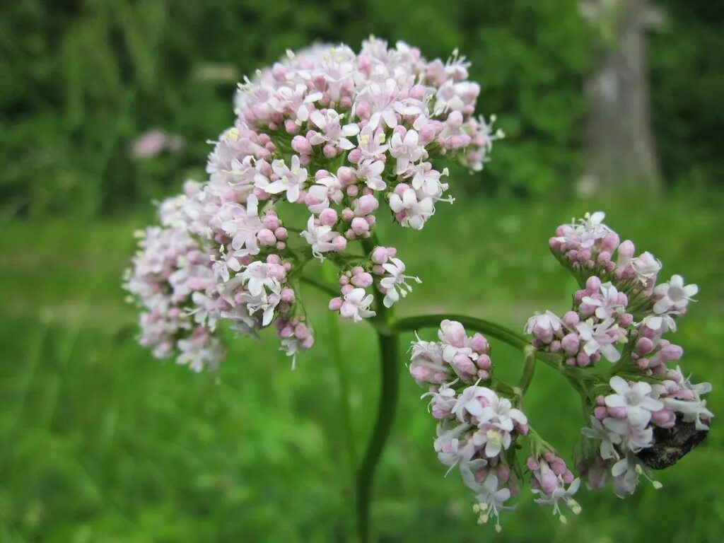 Валерьянка понижает. Валериана. (Valeriana officinalis). Валериана лекарственная / Valeriána officinális. Валериана двудомная. Валериана бузинолистная.