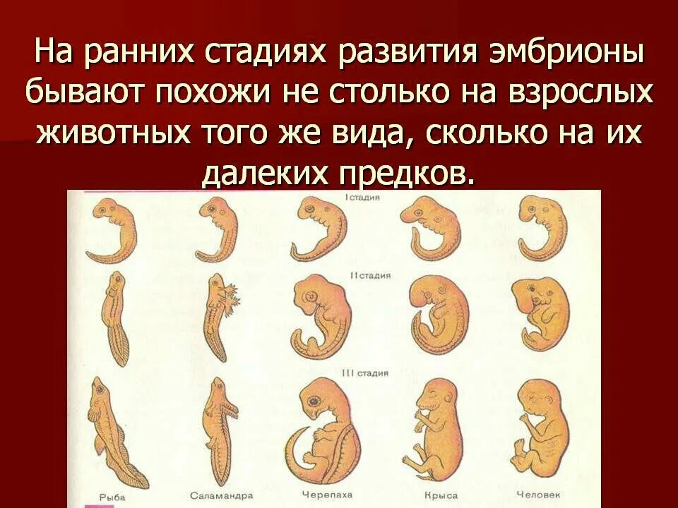 Периоды развития эмбриона человека. Стадии развития эмбриона человека. Этапы формирования человеческого эмбриона. Стадии развития зародыша человека.
