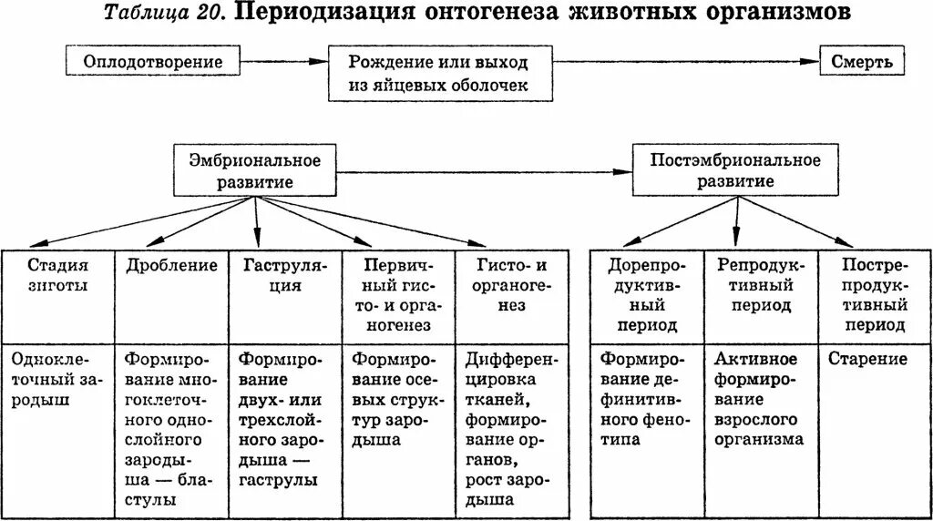 Онтогенез характерен. Схема индивидуального развития онтогенез. Этапы онтогенеза схема. Биология таблица 9 класс индивидуальное развитие онтогенез. Периоды онтогенеза схема.