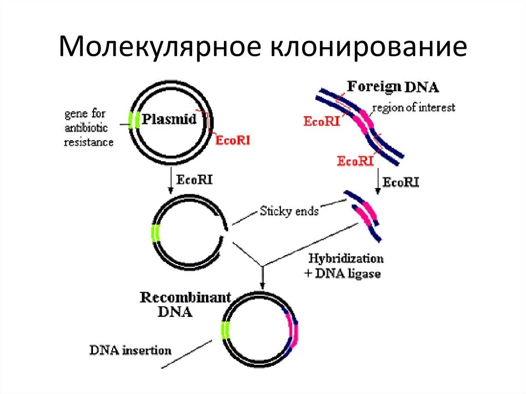 Очистка плазмид. Общая схема молекулярного клонирования. Клонирование ДНК схема. Клонирование бактерий схема. Схема клонирования Гена.