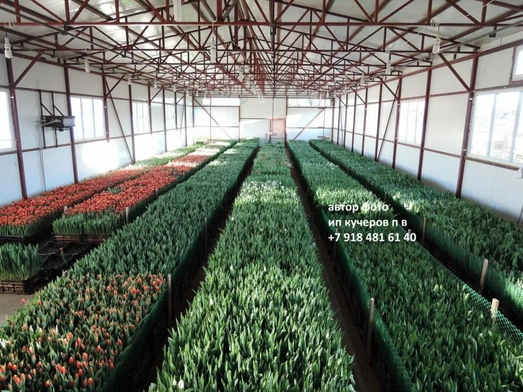 Тюльпан гюнтера. Тюльпан бахромчатый канаста. Тюльпаны молодые в земле. Павел кучеров выгонка тюльпанов белореченск. Фиолетовые тюльпаны в огороде в деревне фото.