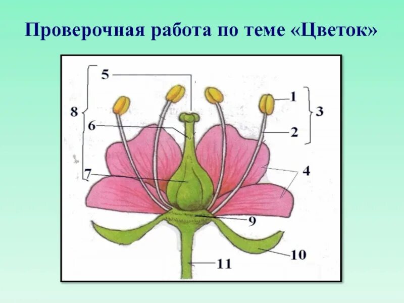 Чашелистик пыльник и завязь на рисунке цветка. Пыльник тычиночная нить завязь. Чашелистик, тычиночную нить, завязь.. Чашелистик пыльник завязь. Пыльник тычиночная нить рыльце завязь.