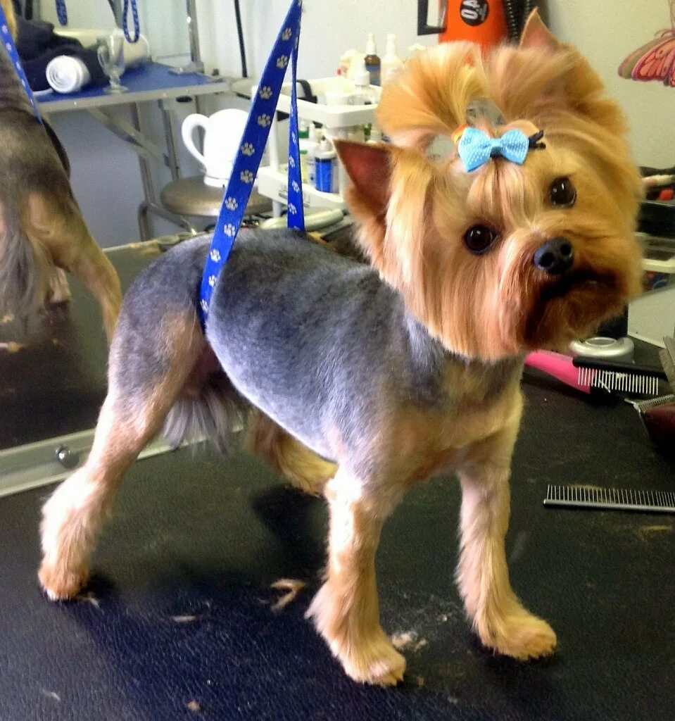 собака с прической. арчибальд груминг. стрижка йорка с длинной шерстью. грумминг йорка. профессия грумер.