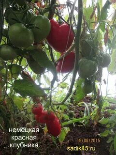 Немецкая красная клубника томат описание