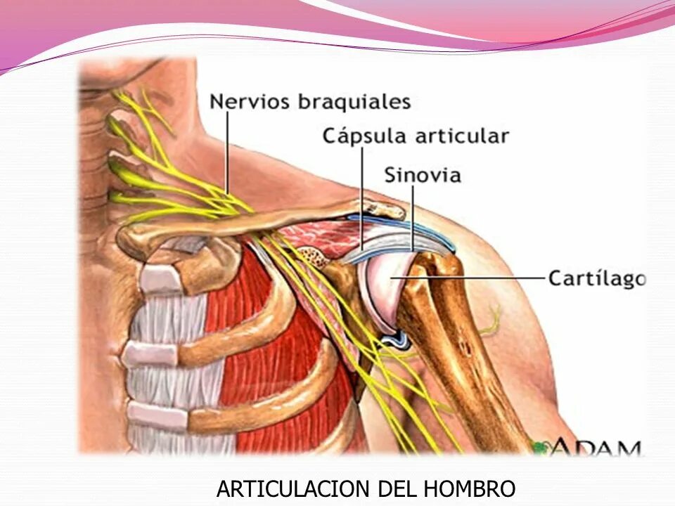 Болят нервы при нажатии. Болят нервы при нажатии. Синдром запястного канала и онемение пальцев. Болят нервы при нажатии. Анатомия седалищного нерва у человека.