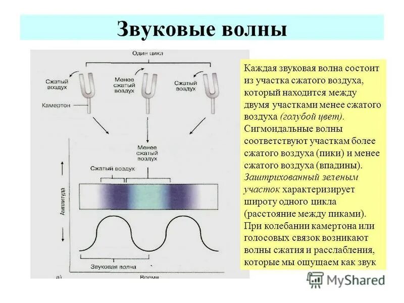 Камертон создает звуковую волну длиной 0.5 м. Звуковая волна схема. камертон звуковые волны. из чего состоит звуковая волна. звуковые волны состоят из.