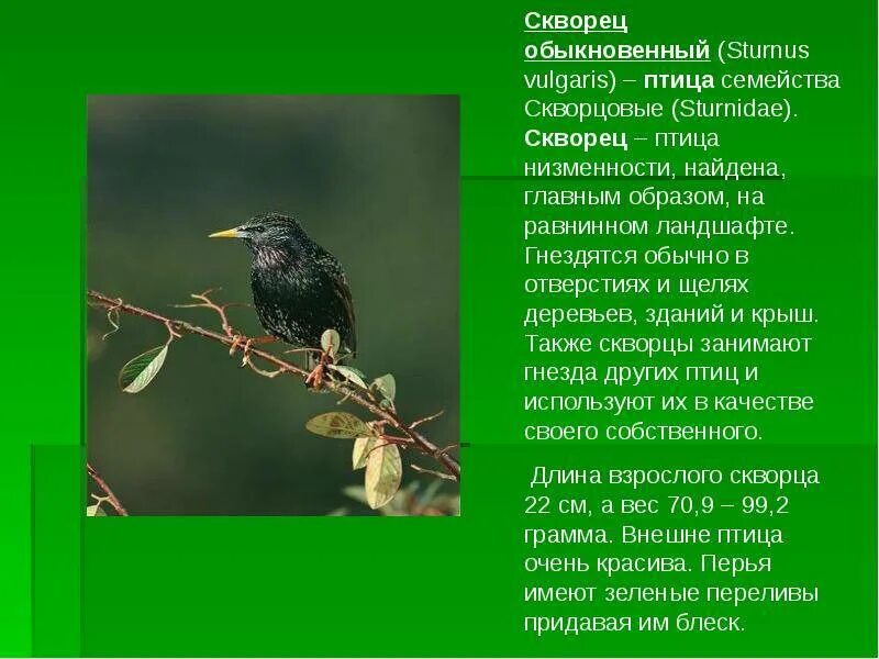 Пословицы и поговорки про скворца. Составить и записать предложения с данными словами. Факты о скворцах. Скворцов. Предложения скворцову.