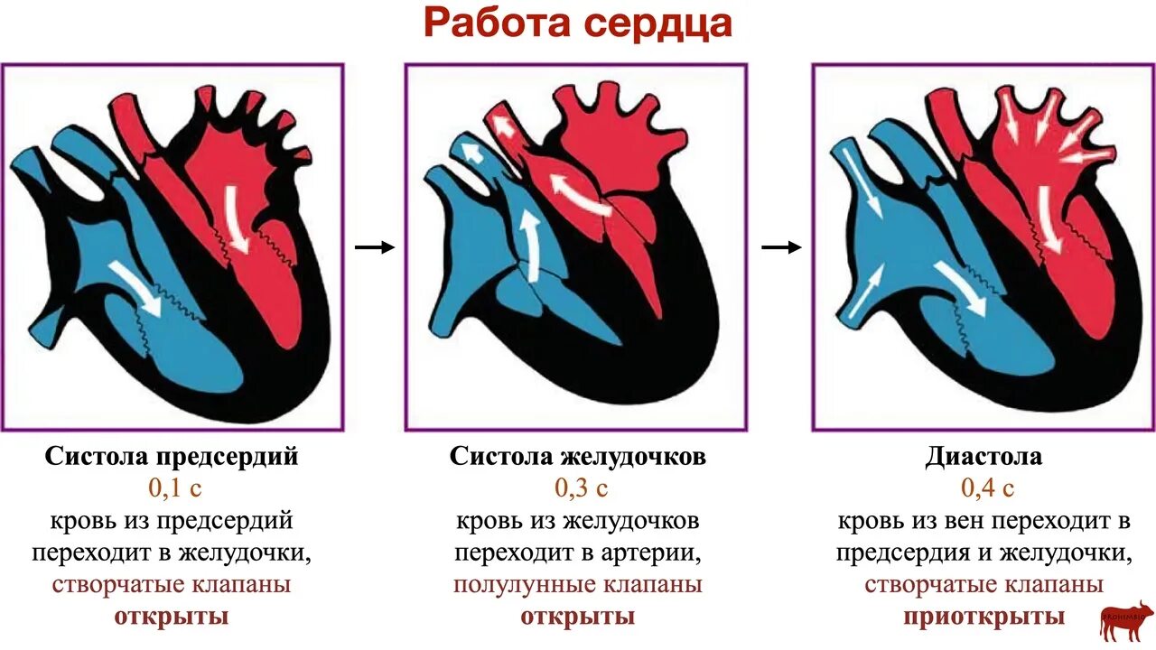 Во время систолы предсердий открыты. Схема систолы и диастолы сердца. Фазы сердечного цикла рисунок. Сердечный цикл систола предсердий систола желудочков диастола. Цикл сердечной деятельности схема.