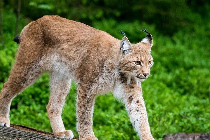 Обыкновенная Рысь. Lynx. Кошкообразные. Рись російська.