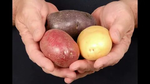 Первый картофель