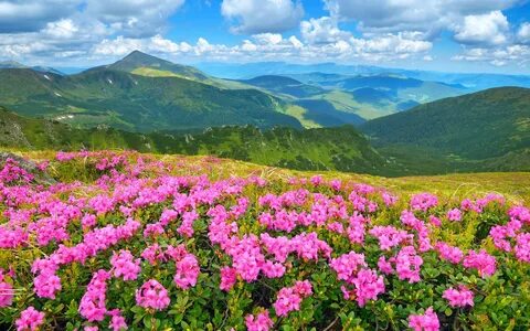 Красивые пейзажи с цветами