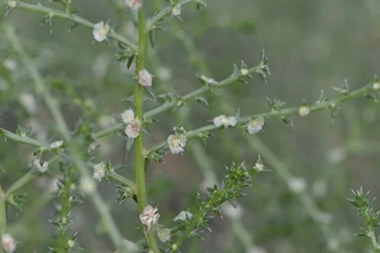 Солянка Южная (Salsola Australis).. Солянка друммонда Salsola drummondii. Сорняк солянка. Salsola Nitraria. Солянка южная 5 букв