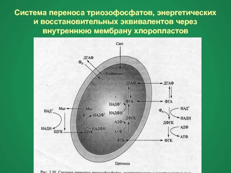 Мембрана хлоропласта строение. Мембрана хлоропласта. Строение хлоропласта. Мембранные диски хлоропластов. Внутренняя система мембран хлоропластов.