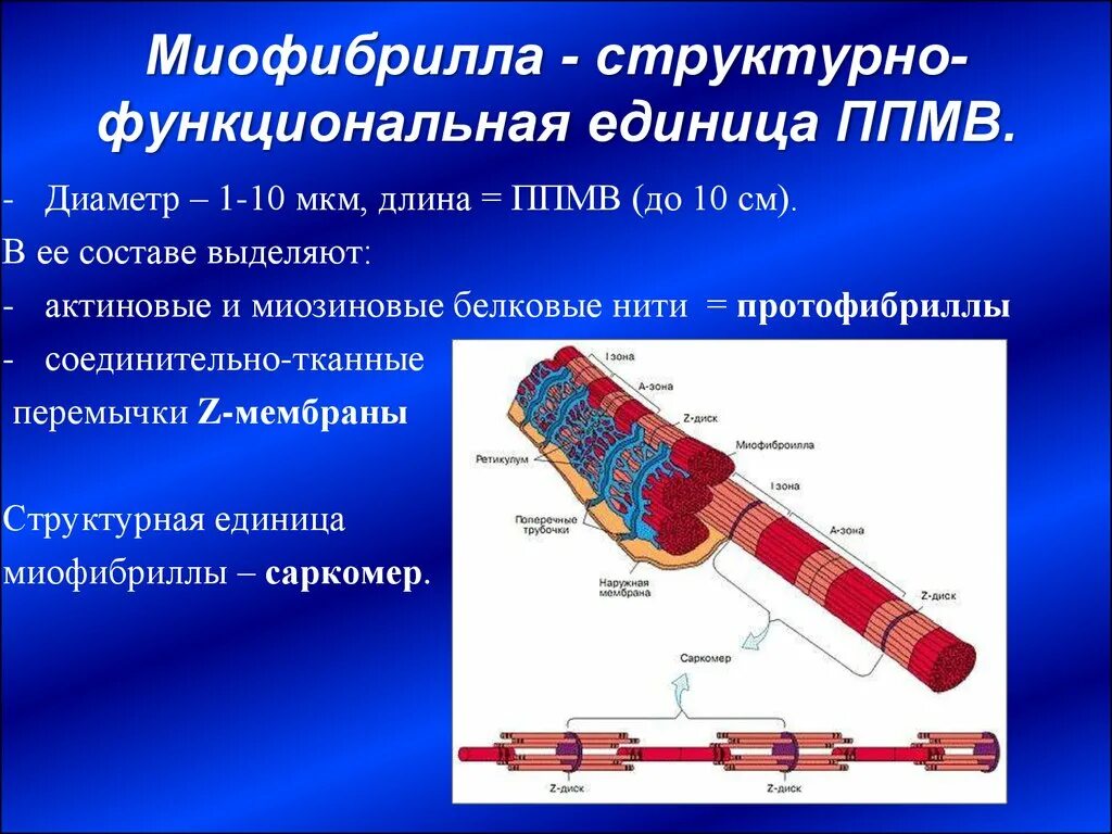 Миофибриллы состоят из. Миофибриллы и митохондрии. Миофибриллы строение и функции. Миофибриллы мышечных волокон функции. Органеллы миофибриллы.