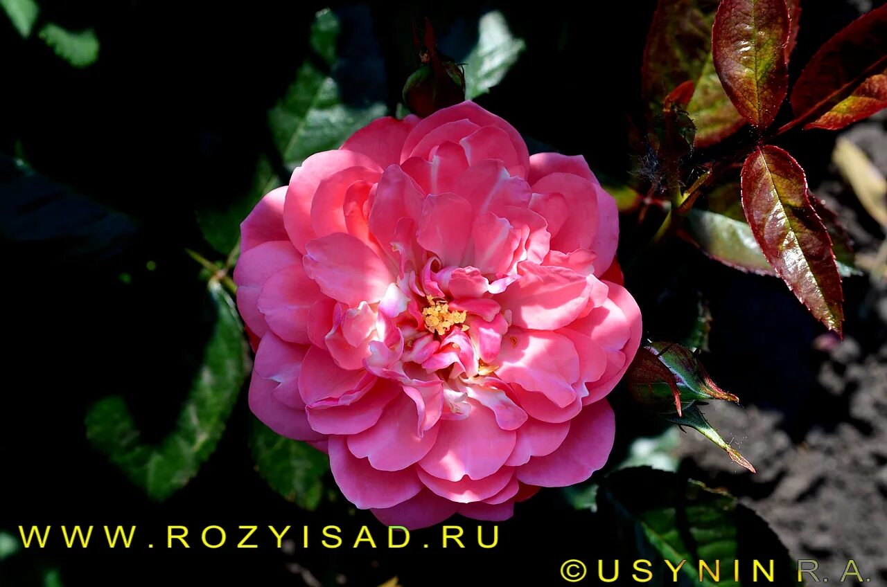 Пинк в молодости. Зе пинк. Зе пинк. Ирис пинк импрессион. Ирис пинк горизонт.