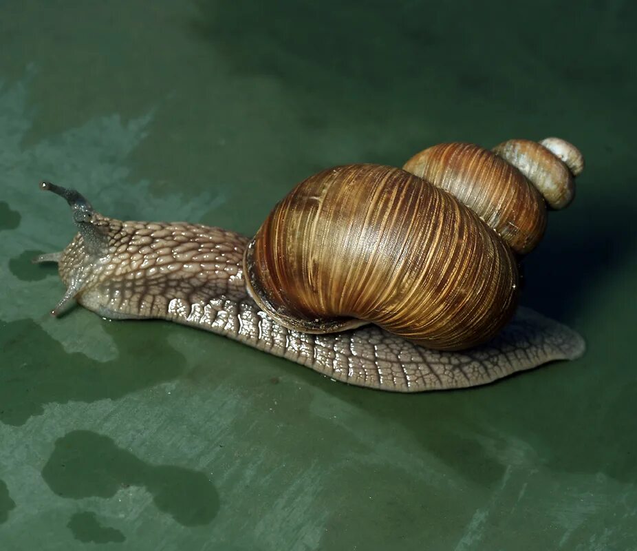 Виноградная улитка Хеликс. Садовая, улитка (Helix pomatia).. Панцирь виноградной улитки. Улитка Helix desertorum. Убери улитку