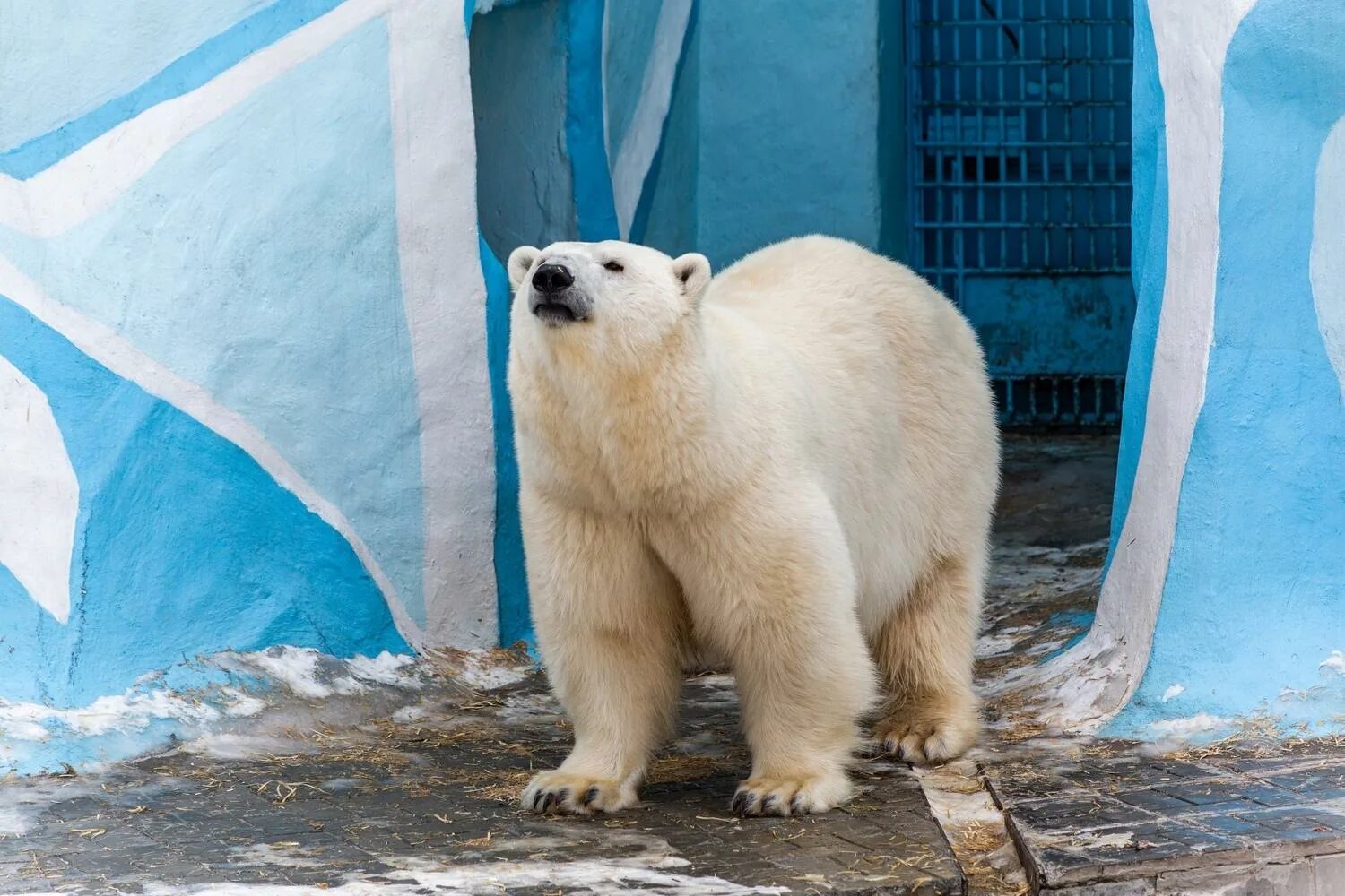 Сиб 6. Белый медведь. Белый медведь в зоопарке. Белые медведи в Новосибирском зоопарке. Белый медведь в природе.