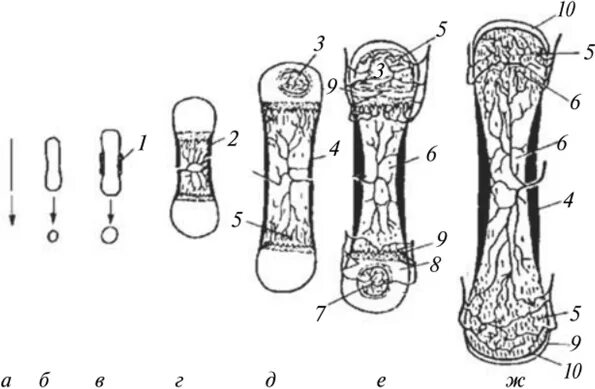 Онтогенез есть краткое повторение филогенеза. Онтогенез скелета животных. Развитие конечностей в онтогенезе. Онтогенез есть краткое повторение. Онтогенез есть краткое повторение.