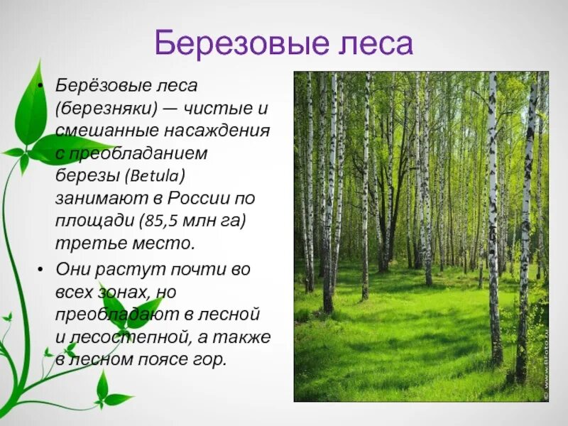 Край лесной слова. Лес для презентации. Растения растущие в Березовом лесу. Описание березового леса. Сообщение о Березовом лесу.