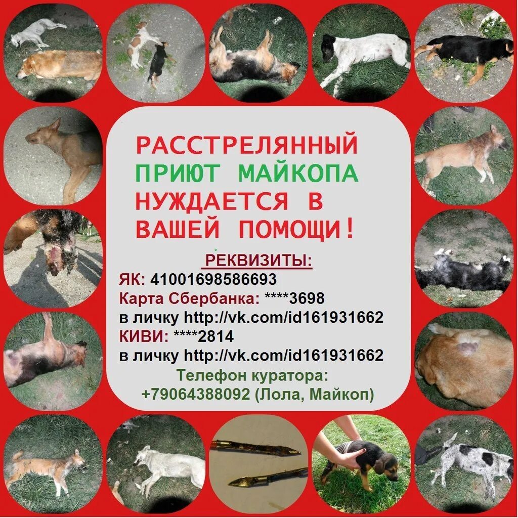 Питомники для бездомных животных в москве. Приют для животных. Приют для собак. Собачий приют коста рика. Приют майкопский очаг.