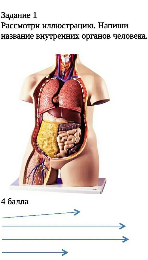 Органы человека схема с названиями и фото. Внутренние органы человека. Расположение органов. Внутренниеиорганы человека. Название внутренних органов человека.